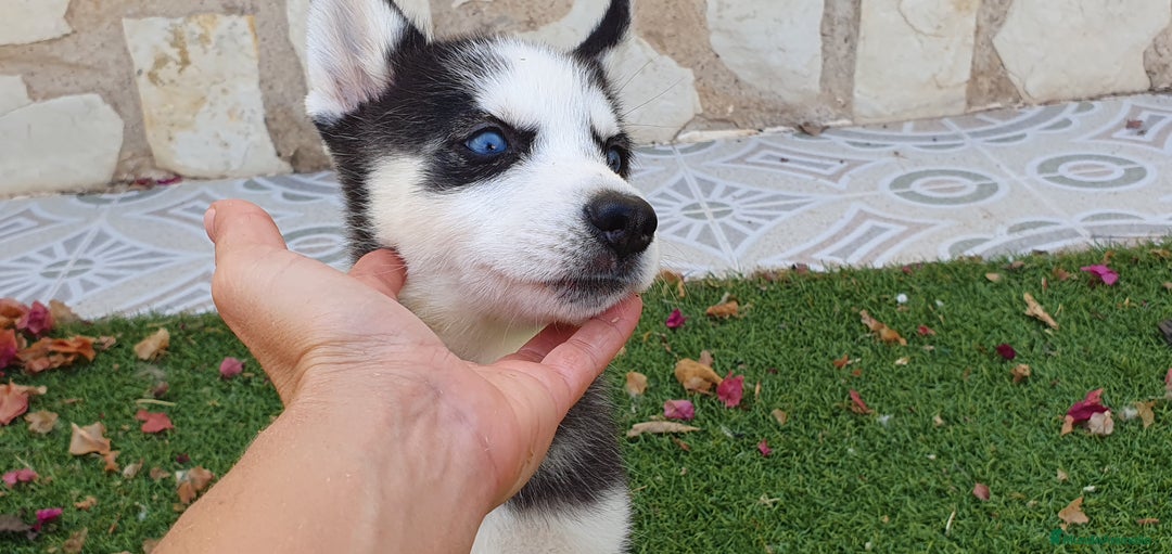 Husky Siberiano perros en venta: Encantadores cachorros Husky Siberiano  - Imagen 20