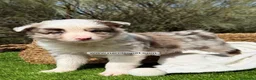 Border Collie perros en venta: BORDER COLLIE RED MERLE MACHO - Anuncio 3