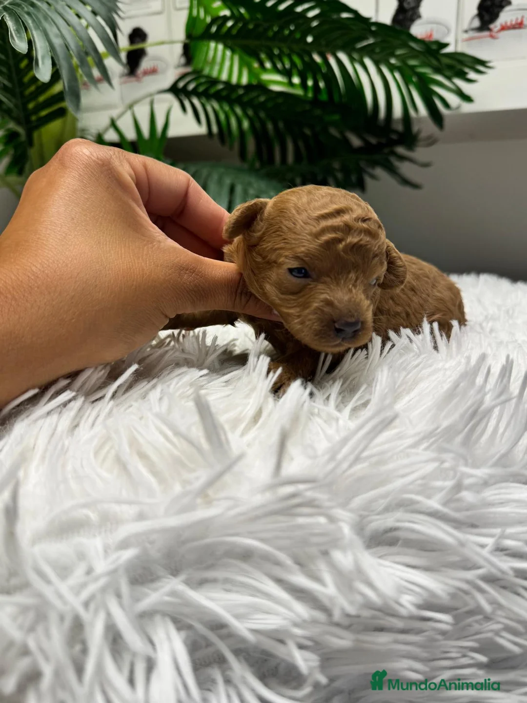 Caniche Toy perros en venta: CANICHE TOY HEMBRA  - Anuncio 1