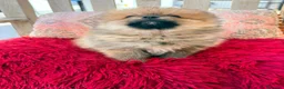 Pomerania perros en venta: Lulú pomerania toy - Anuncio 6