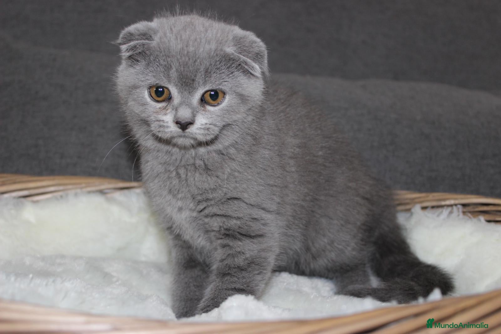 Scottish Fold gatos Adorables Scotthis blue en Madrid - Anuncio 8