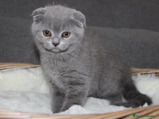 Scottish Fold gatos Adorables Scotthis blue en Madrid - Anuncio 8