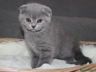 Scottish Fold gatos Adorables Scotthis blue en Madrid - Anuncio 23