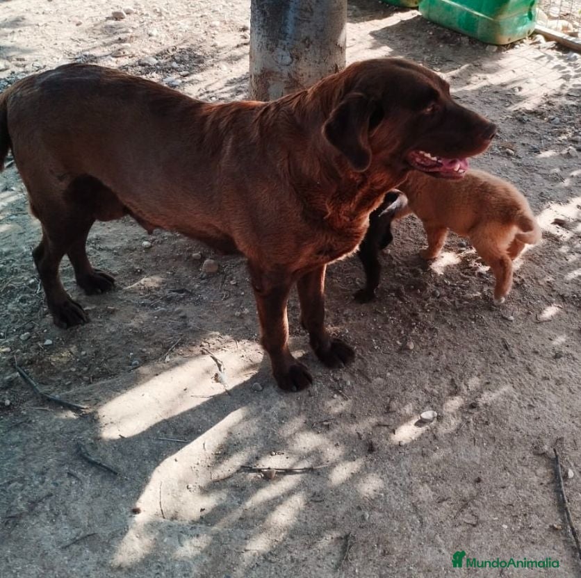 Labrador Retriever perros Labrador retriever  - Anuncio 1