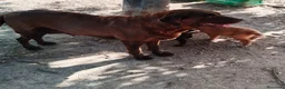 Labrador Retriever perros en venta: Labrador retriever  en Sevilla - Anuncio 1
