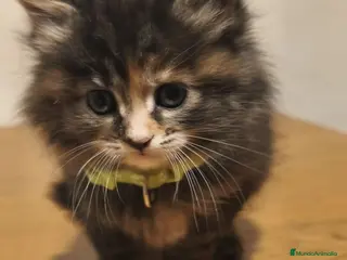 Maine Coon gatos Hembra de Maine coon - Anuncio 6