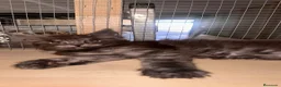 Maine Coon gatos en venta: Macho Maine Coon Black Smoke  - Anuncio 20
