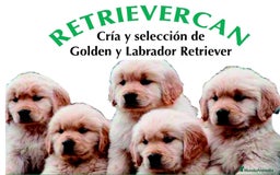 Golden Retriever perros en venta: Cachorros Golden top - Imagen 1