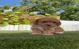 Caniche Toy perros en venta: CANICHE TOY MACHO - Imagen 2