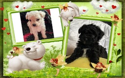 Caniche Toy perros en venta: Camada familiar de caniche toy - Imagen 1