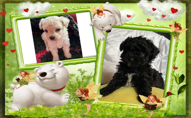 Caniche Toy perros - Anuncio 1