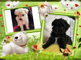 Caniche Toy perros - Anuncio 1