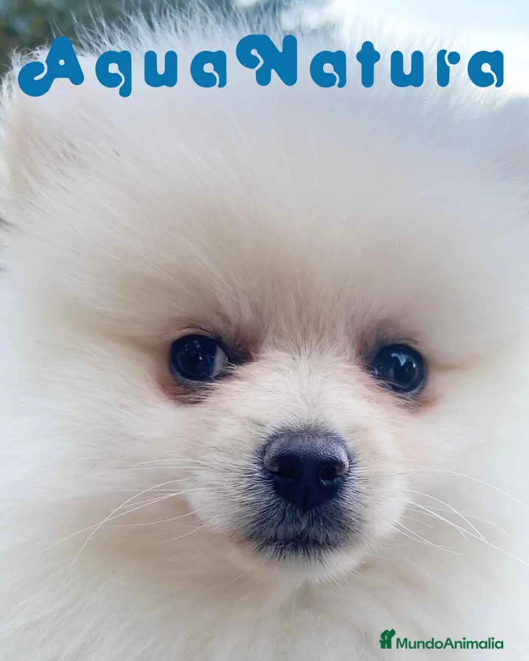 Pomerania perros en venta:  Pomerania Hembra 7520 - AQUANATURA en Barcelona - Anuncio 7