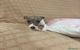 Pequeño Lebrel Italiano perros en venta: Lebrel italiano  - Imagen 2