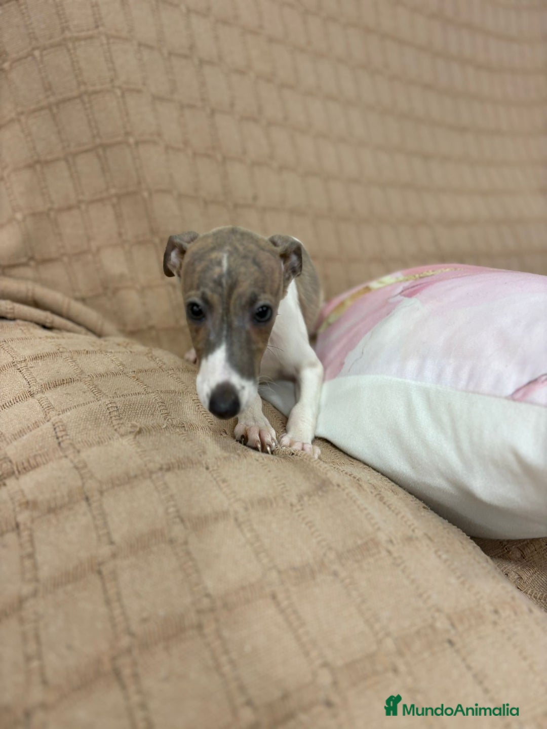 Pequeño Lebrel Italiano perros en venta: Lebrel italiano  - Imagen 2