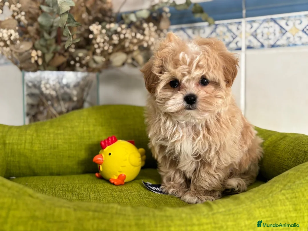 Maltipoo perros en venta: Maltipoo líneas asiática y coreana . - Anuncio 2