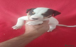Ratonero Bodeguero Andaluz perros en venta: Bodeguero Andaluz  - Imagen 1
