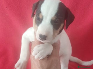 Ratonero Bodeguero Andaluz perros - Anuncio 1