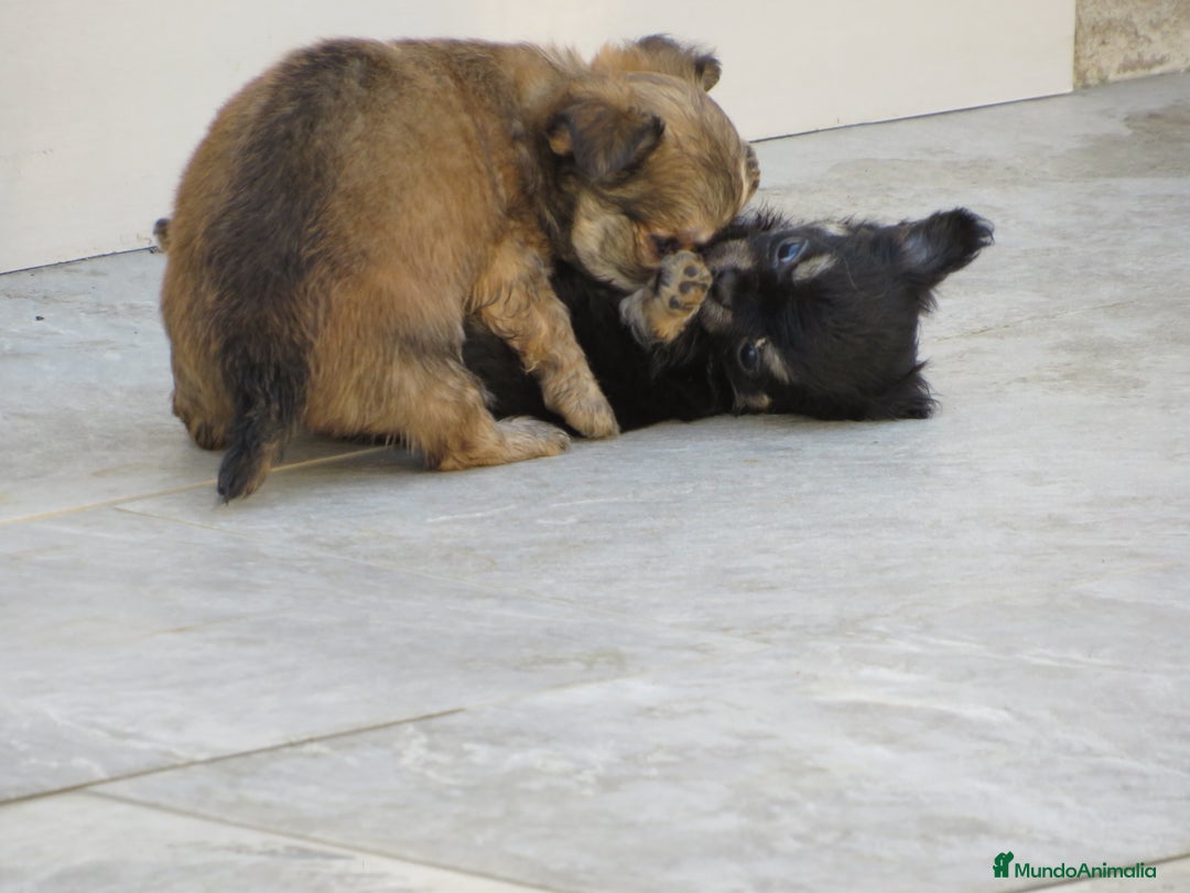 Chihuahua perros en venta: Chihuahuas - Imagen 6