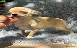 Chihuahua perros en venta: CHIHUAHUA MINI 1kilo 5 meses - Imagen 5
