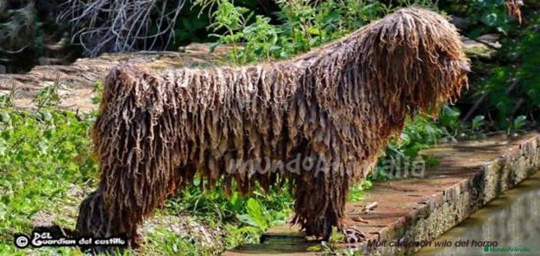 Imagen de galería {{count}}