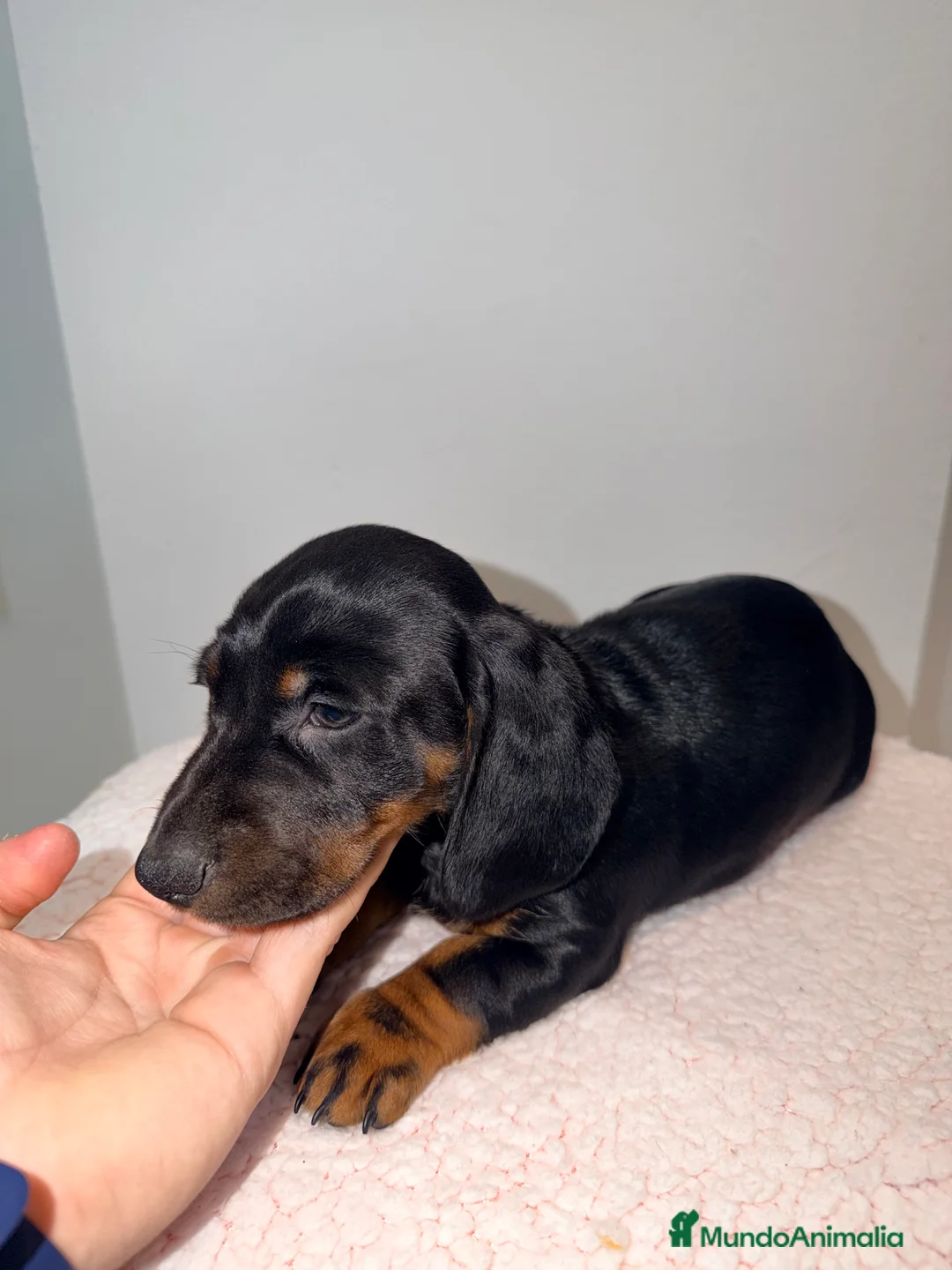 Teckel Miniatura perros en venta: Teckel negro fuego  - Anuncio 1