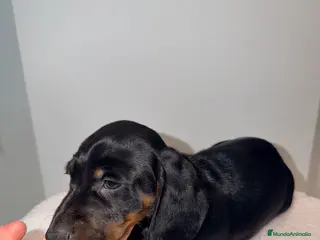 Teckel Miniatura perros Teckel negro fuego - Anuncio 1