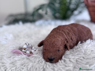 Caniche Toy perros CANICHE TOY HEMBRA - Anuncio 1