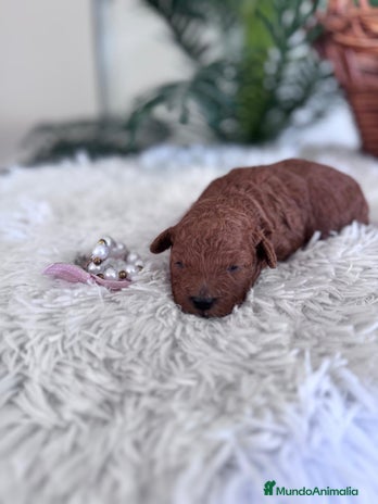 Caniche Toy perros CANICHE TOY HEMBRA - Anuncio 1