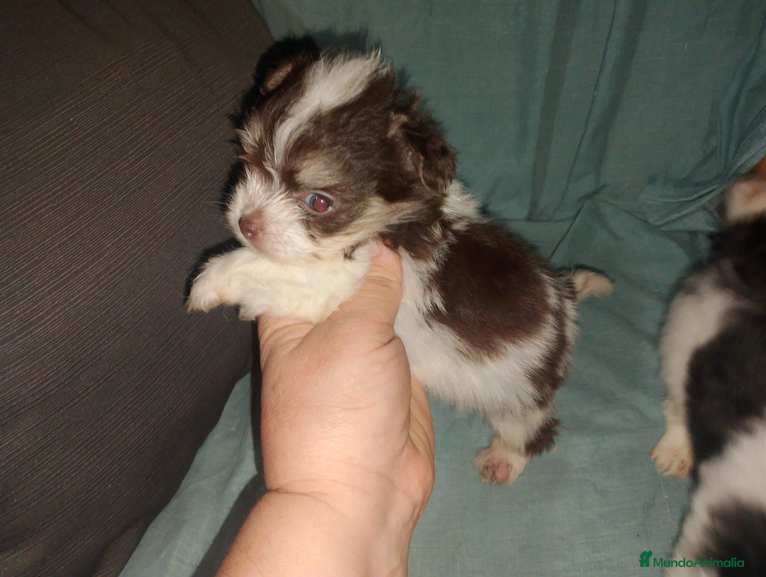 Bichón Maltés perros en venta: Maltipom machos  - Imagen 1