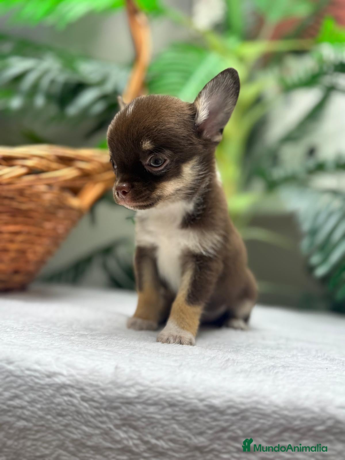 Chihuahua perros CHIHUAHUA - MACHO - Anuncio 1