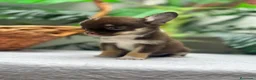Chihuahua perros en venta: CHIHUAHUA - MACHO - Anuncio 1
