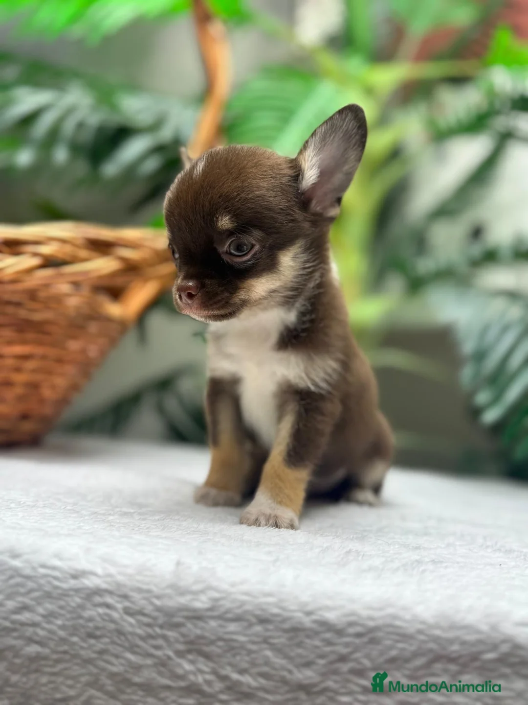 Chihuahua perros en venta: CHIHUAHUA - MACHO - Anuncio 1