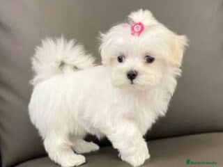 Bichón Maltés perros - Anuncio 4