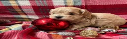 Maltipoo perros en venta: Maltipoo Toy Machos Fotos actuales!! - Anuncio 7