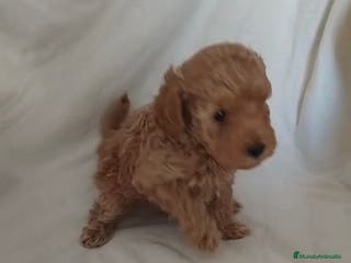 Caniche Toy perros Caniche toy en venta - Anuncio 1