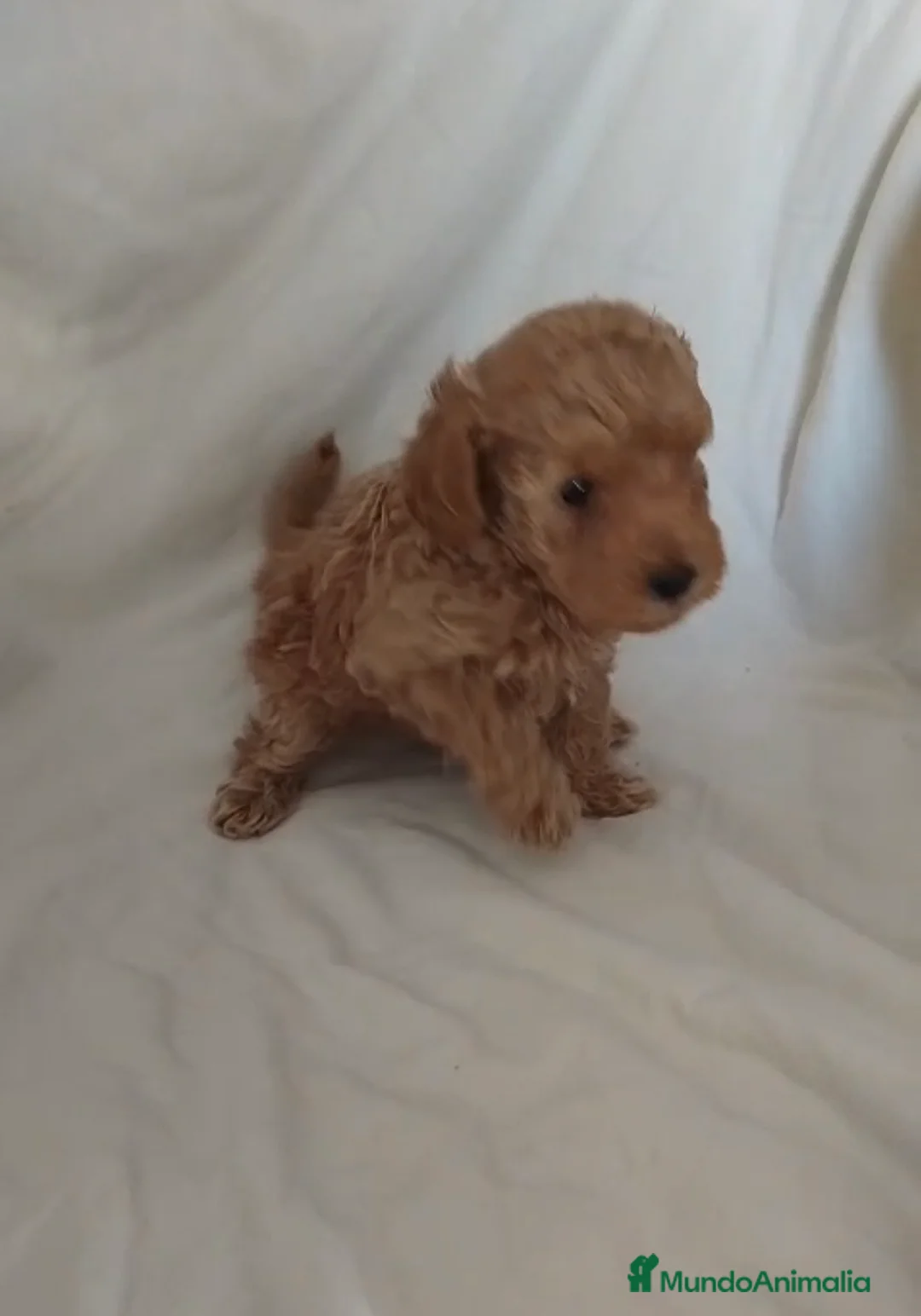 Caniche Toy perros en venta: Caniche toy en venta - Anuncio 1