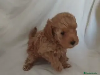 Caniche Toy perros Caniche toy en venta - Anuncio 13