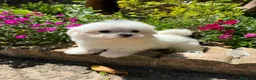 Bichón Maltés perros en venta: Bichon Maltés  - Anuncio 7