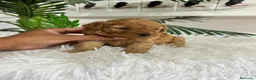 Caniche Toy perros en venta: CANICHE HEMBRA  - Anuncio 6