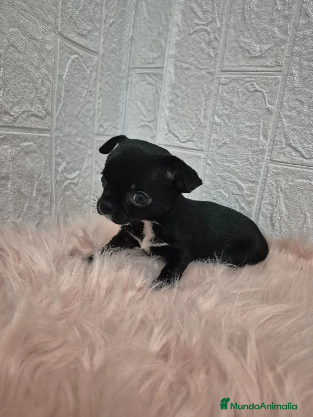 Chihuahua perros en venta: Chihuahuas chocolates 🍫 🐾❤️ - Anuncio 9