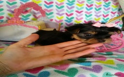 Yorkshire Terrier perros en venta: Cachorros de Yorkshire Toy Hembras - Imagen 3