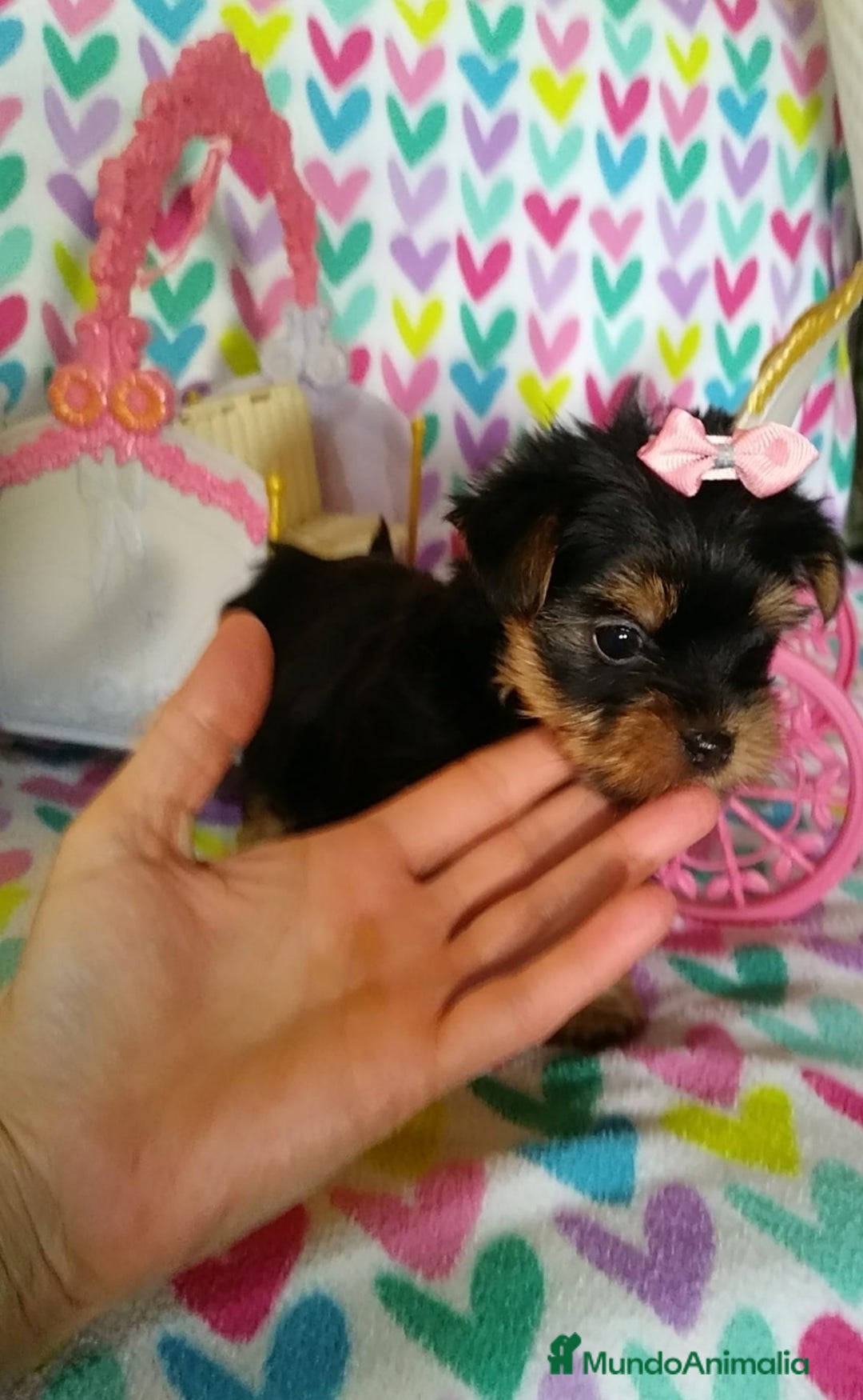 Yorkshire Terrier perros en venta: Cachorros de Yorkshire Toy Hembras - Imagen 3
