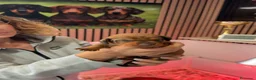 Teckel Miniatura perros en venta: Preciosos cachorros Teckel miniatura arlequín - Anuncio 6