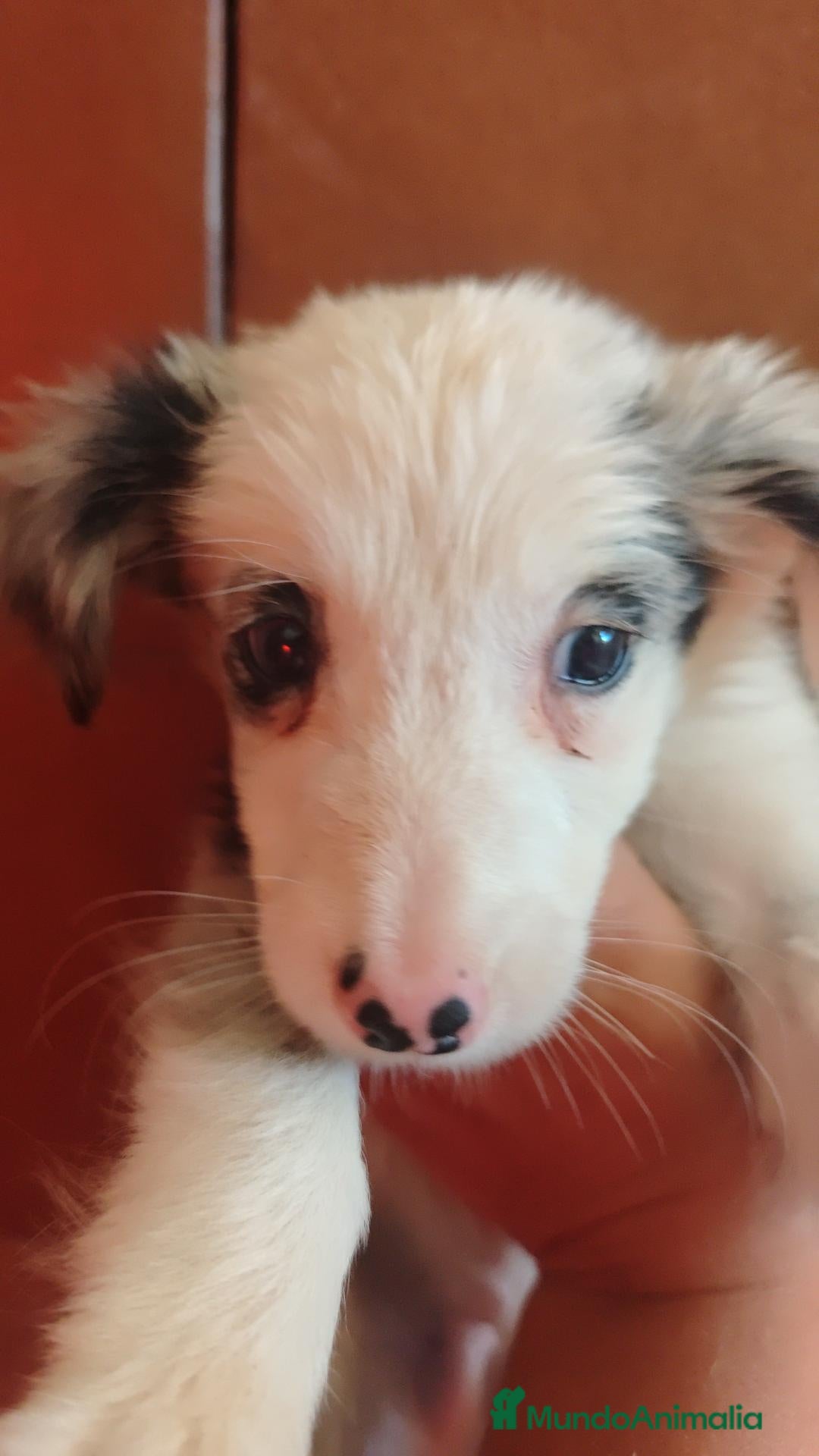 Border Collie perros Border collie - Anuncio 3