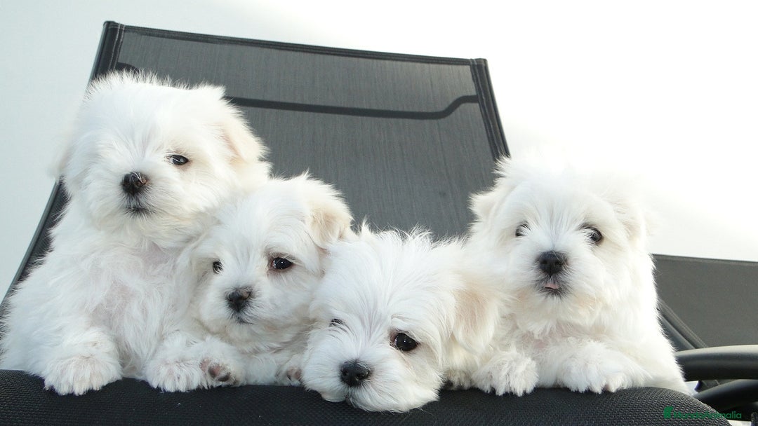 Bichón Maltés perros en venta: Bichón maltés Toy línea americana  - Imagen 2