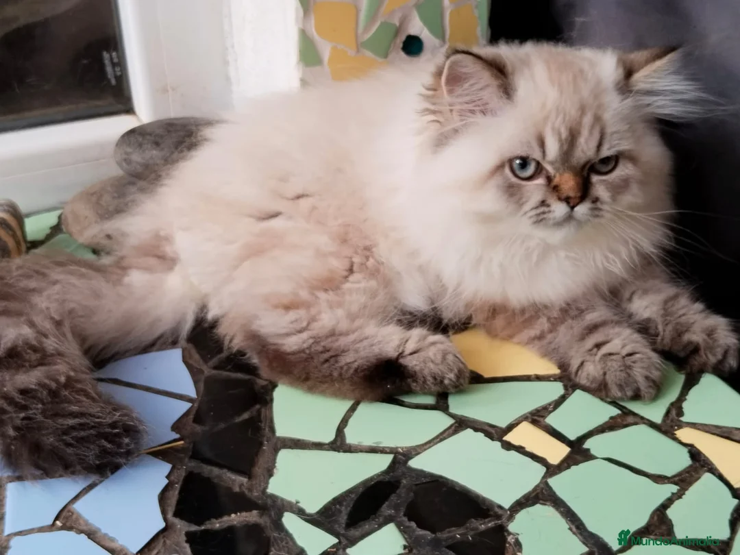 Persa gatos en venta: Macho persa point en Madrid - Anuncio 2