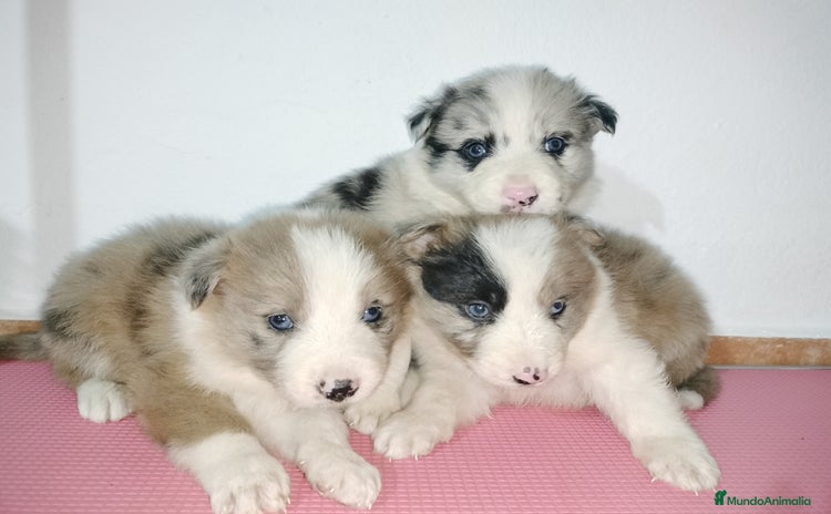 Border Collie perros en Badajoz - Anuncio 16