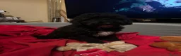 Maltipom perros en venta: Maltipoo macho minin - Anuncio 4