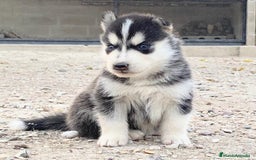 Husky Siberiano perros en venta: Husky Siberiano  - Imagen 3